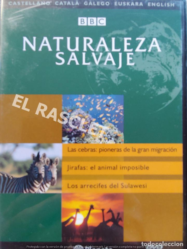 Kino: NATURALEZA SALBAJE -LAS CEBRAS PIONERAS DE LA GRAN MIGRACI&Oacute;N -EDITORIAL PLANETA
