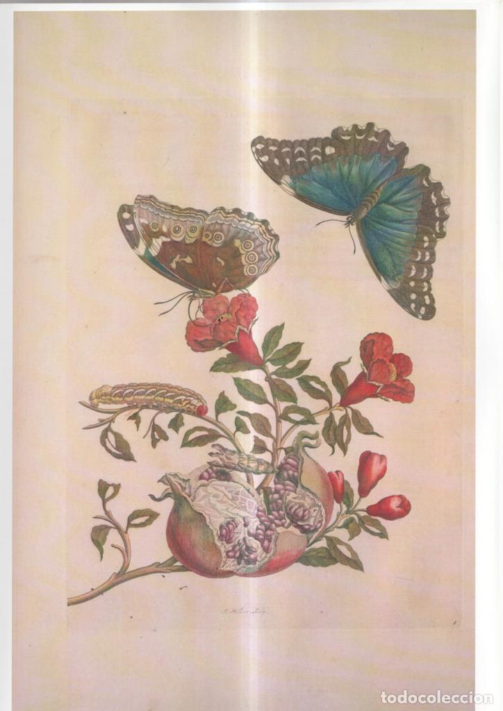 Cine: Poster DIN 4 numero 1105: Mariposas