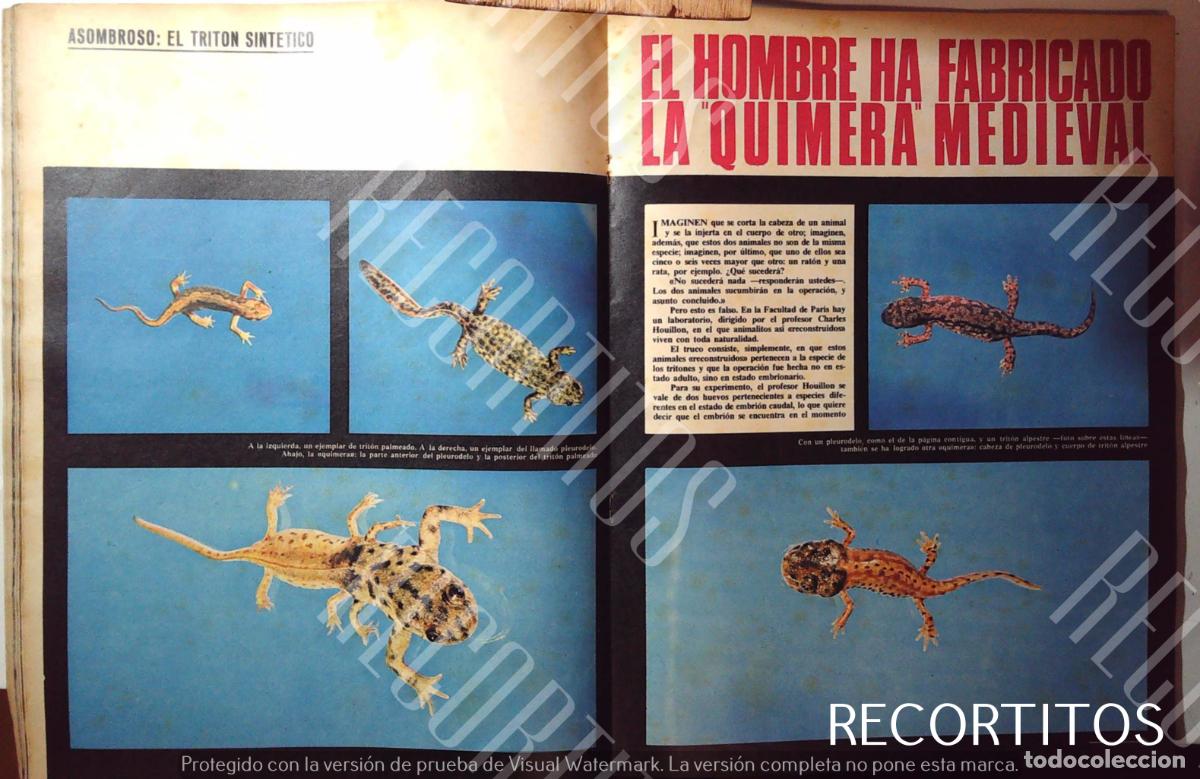 Kino: 1965 EL PRIMER TRITON SINTETICO CIENCIA CLONACION