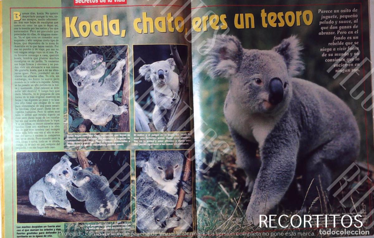 Kino: LOS KOALAS DE AUSTRALIA