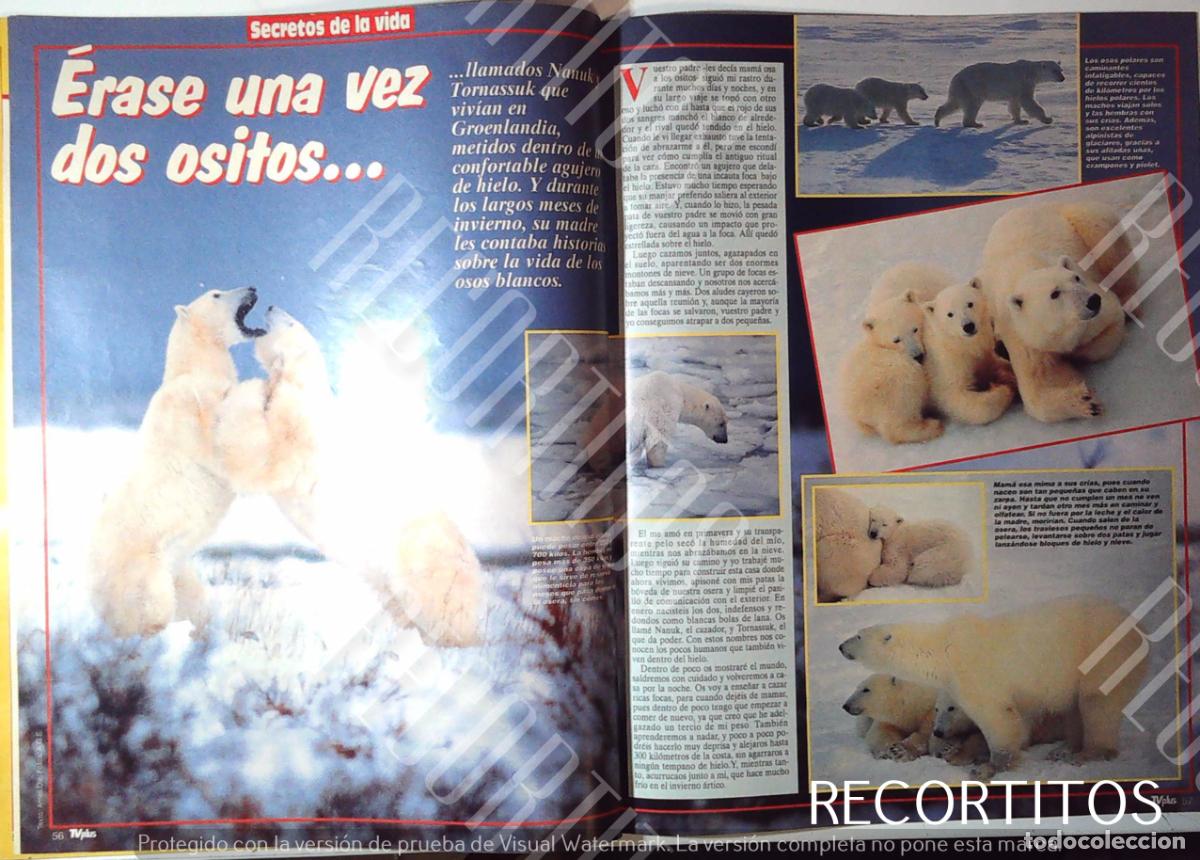 Cinema: EL OSO POLAR LOS OSOS POLARES