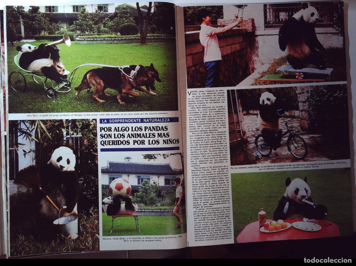 Cinema: OSO PANDA OSOS PANDAS