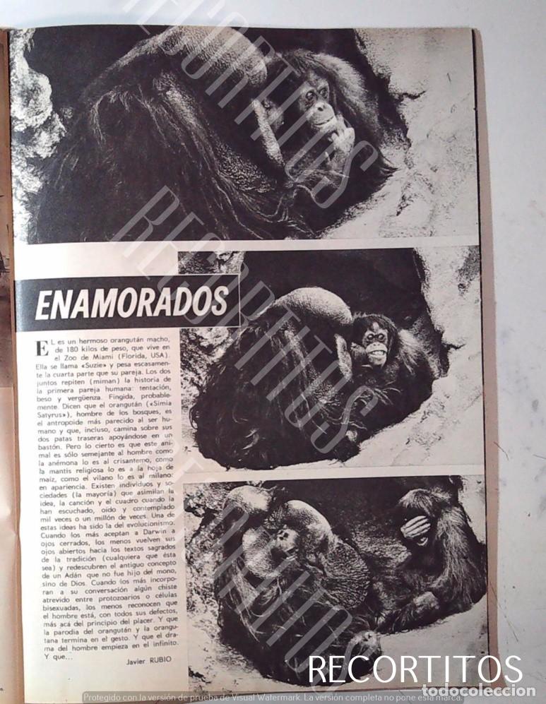 Cine: monos chimpances vintage - Foto 1