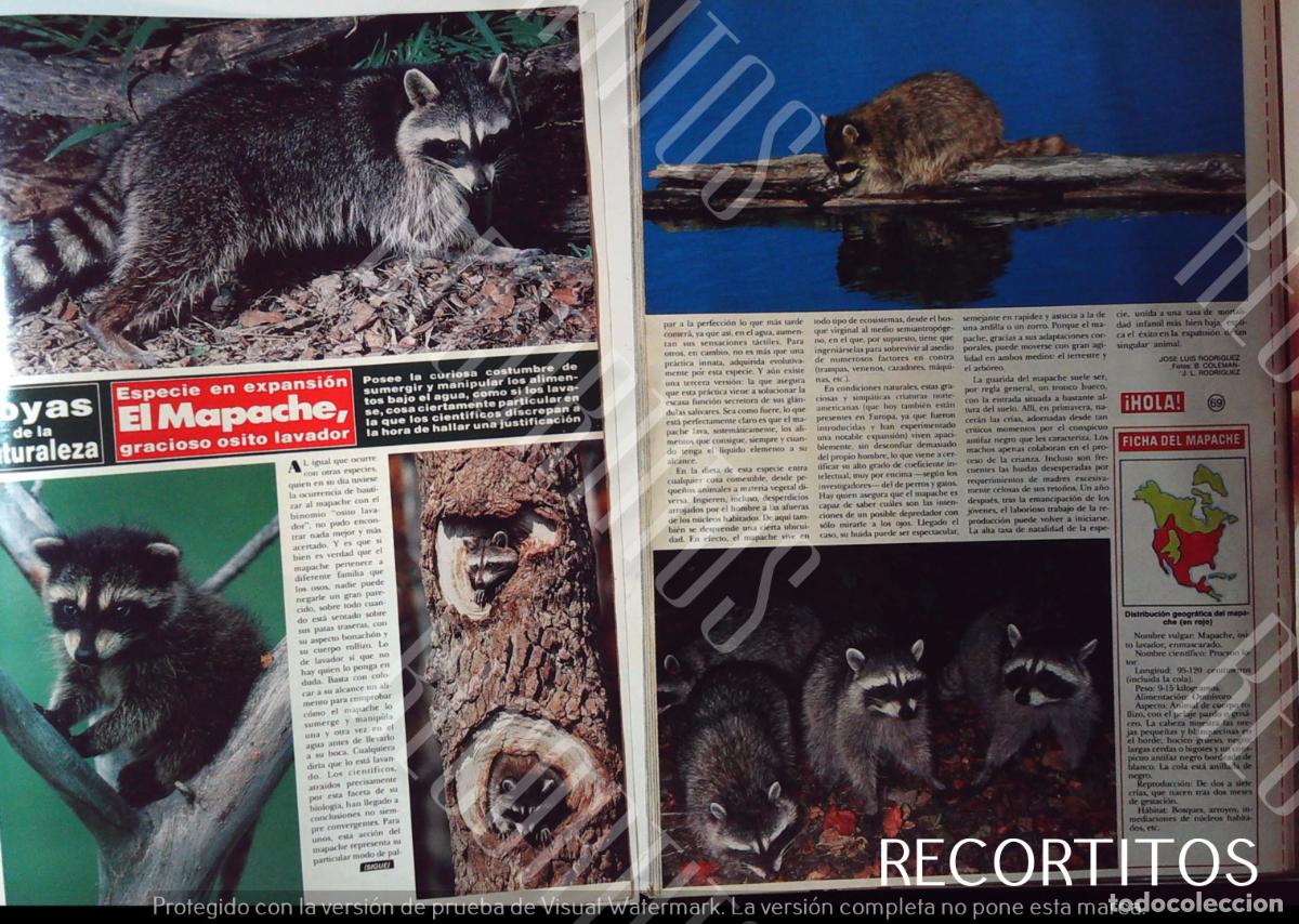 Cine: LAS JOYAS DE LA NATURALEZA EN HOLA EL MAPACHE