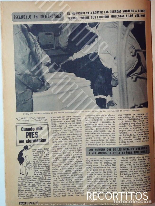 Cine: CORTAN LAS CUERDAS VOCALES A CINCO PERROS PARA QUE NO HAGAN RUIDO MALTRATO ANIMAL 1969