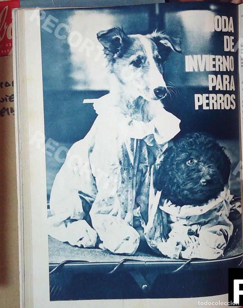 Cine: moda de invierno para perros
