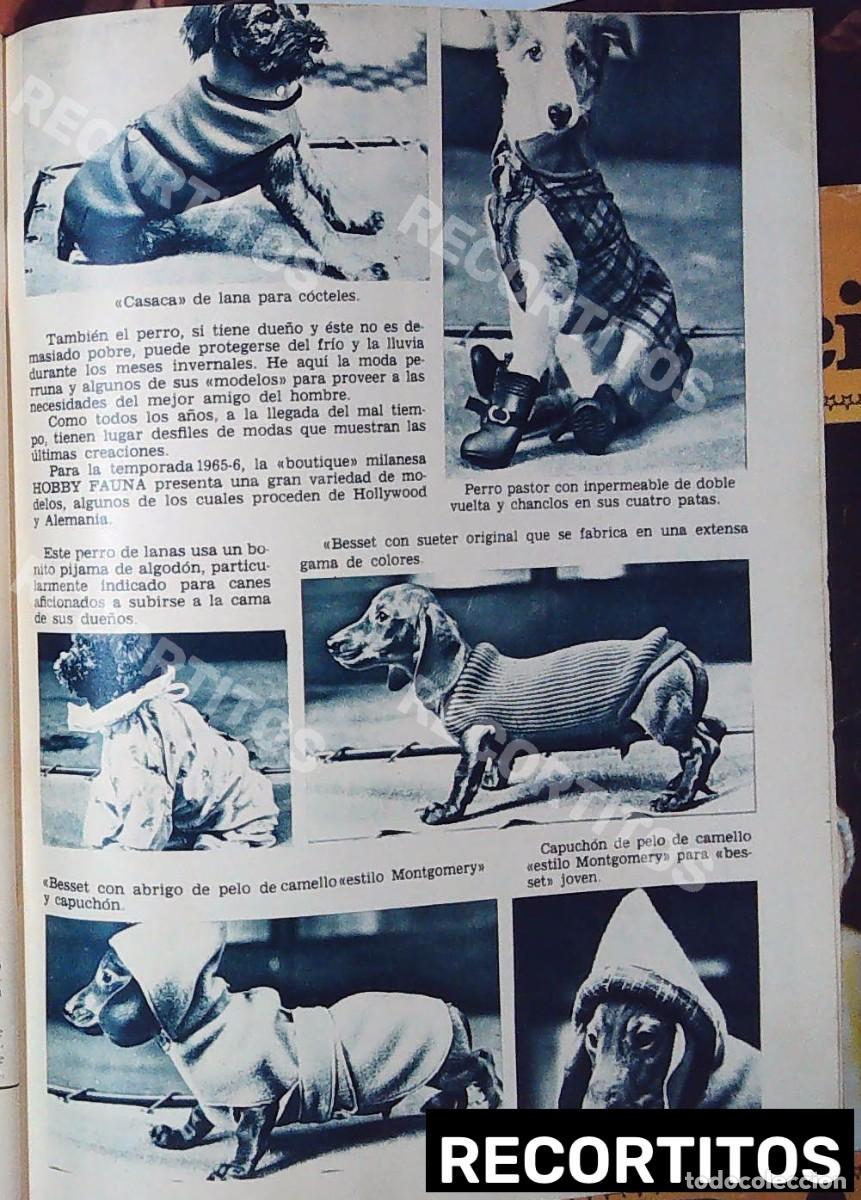 Cine: moda de invierno para perros - Foto 2