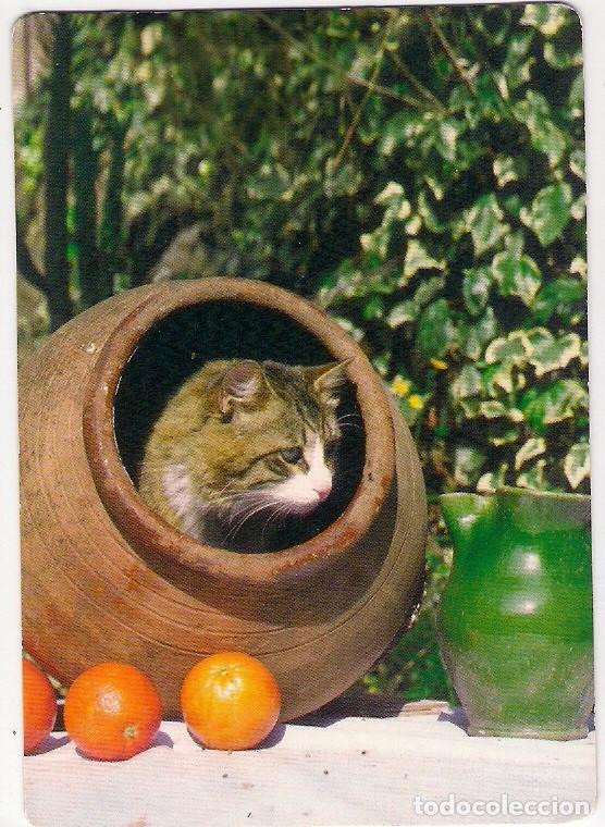 Calendars: -73358 CALENDARIO GATO EN TINAJA, A&Ntilde;O 2006, SERIE CB 86, ANIMALES, CON PUBLICIDAD, PRECIOSA FOTO