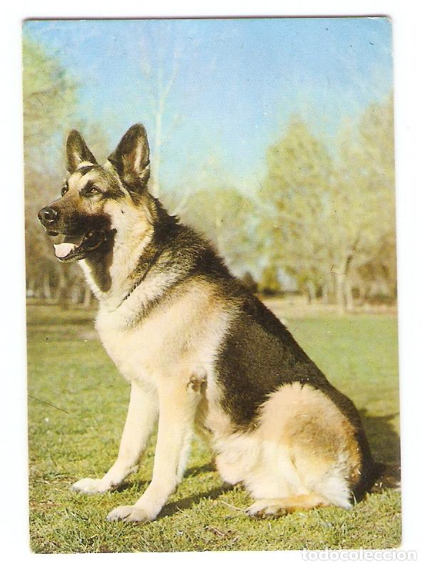 Calendars: CALENDARIO DE BOLSILLO DE SERIE A&Ntilde;O 1977 PERRO - PASTOR ALEM&Aacute;N - VER FOTO REVERSO
