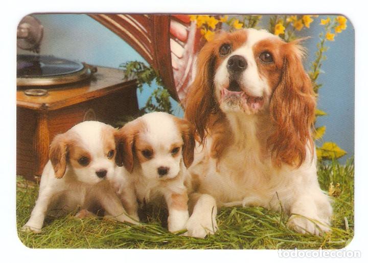Calendars: CALENDARIO DE BOLSILLO DE SERIE  A&Ntilde;O 1979  PERROS - VER  FOTO REVERSO