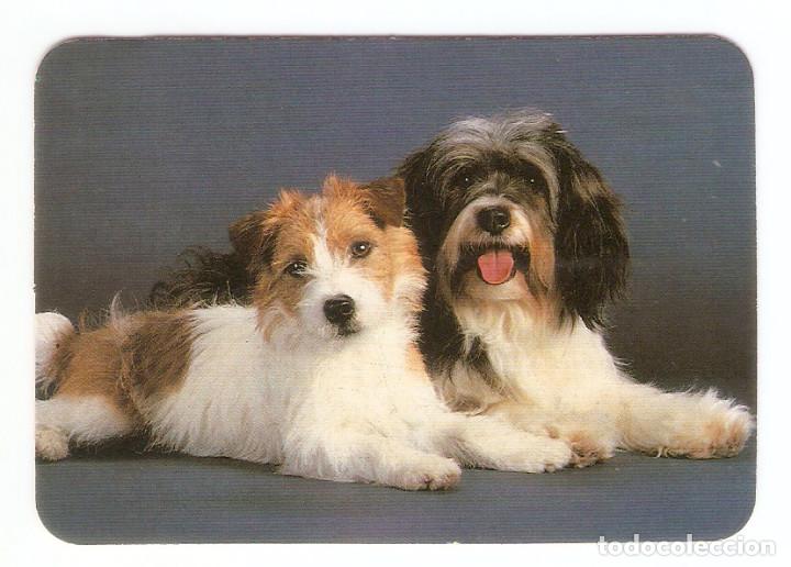 Calendars: CALENDARIO DE BOLSILLO DE SERIE A&Ntilde;O 1990  C.B.N&ordm;  429   PERROS -  PUBLICIDAD CLUB  PATINAJE- ALCOY
