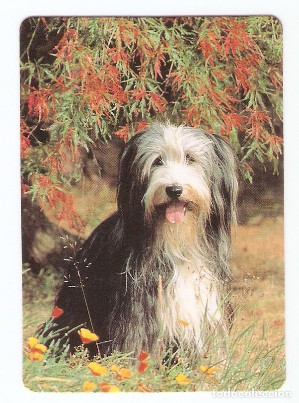 Calendars: CALENDARIO DE BOLSILLO DE SERIE  A&Ntilde;O 1996  W. C.B.N&ordm;  130 PERRO - PUBLICIDAD  EN REVERSO