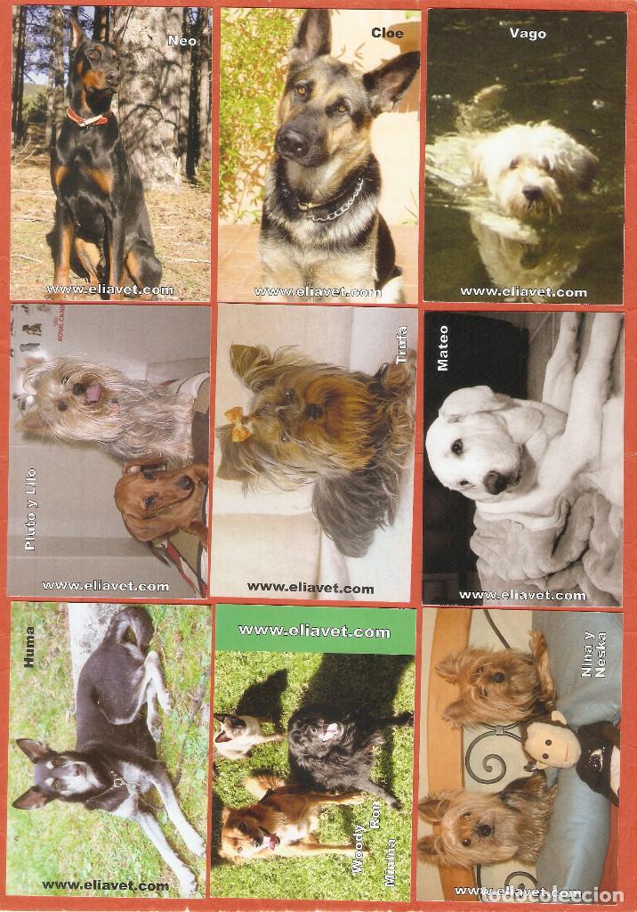 Calendars: 9 CALENDARIOS DE BOLSILLO PUBLICITARIOS  A&Ntilde;O 2008 PERROS - PUBLICIDAD VALENCIA- VER FOTO DE  REVERSO