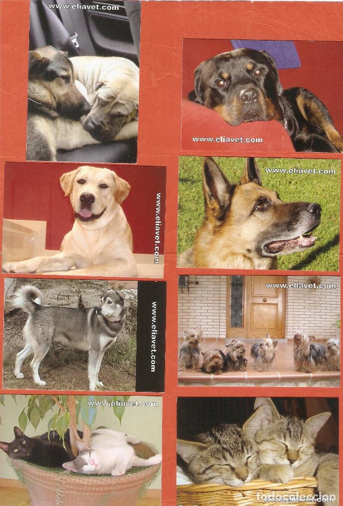 Calendars: 8  CALENDARIOS DE BOLSILLO  A&Ntilde;O  2007 PERROS Y GATOS - PUBLICIDAD VALENCIA - VER FOTO DE REVERSO