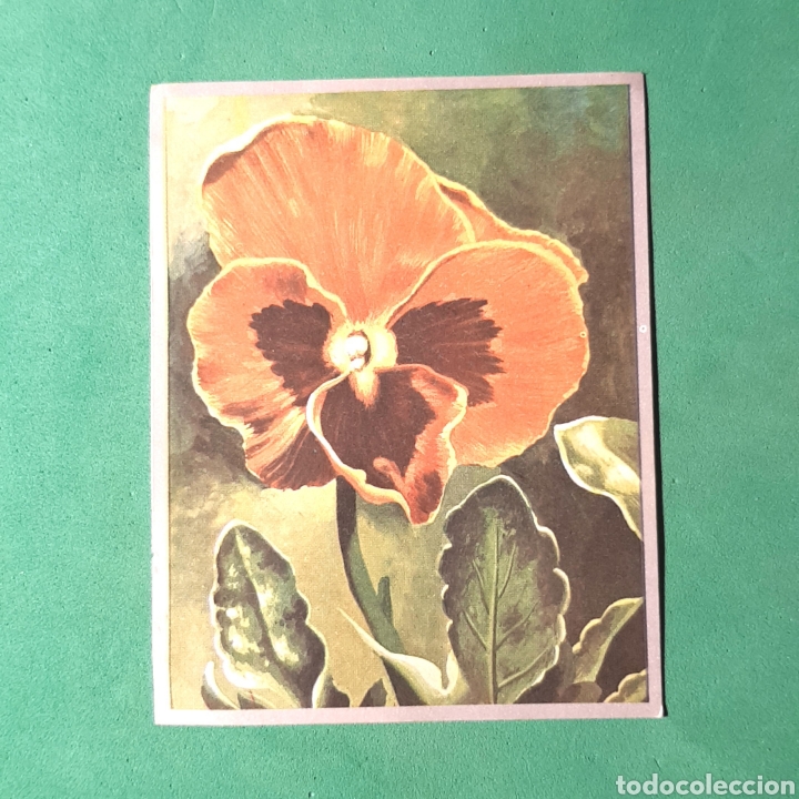 Calendars: (C-IVZ.01) Cromo: ZOOLOGIA Y BOT&Aacute;NICA a&ntilde;o 1969 ? n&deg;262