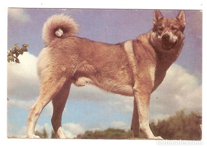 Kalender: CALENDARIO DE BOLSILLO DE  RUSIA  A&Ntilde;O  1993  PERRO - VER FOTO DE REVERSO