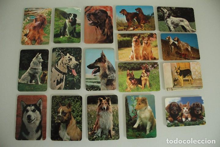 Kalender: 17 CALENDARIOS DE BOLSILLO PERROS