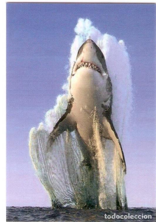 Calendriers: CALENDARIO DE BOLSILLO PUBLICITARIO A&Ntilde;O 2021 FAUNA MARINA -TIBUR&Oacute;N - PUBLICIDAD IMPRENTA DE ALICANTE