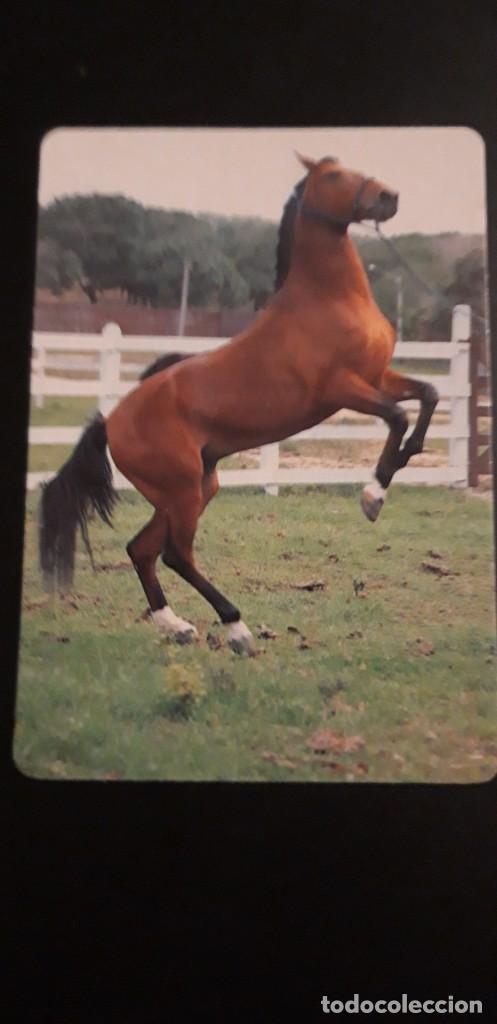 Kalender: 1 CALENDARIO SERIADO DE ** CABALLO ** CASA WCB. 340 A&Ntilde;O 1997 . CON PUBLICIDAD