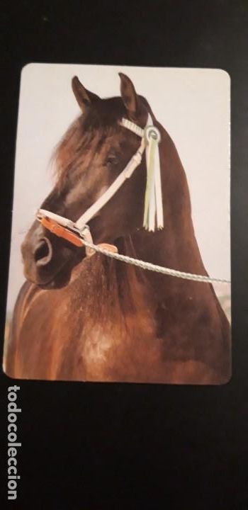 Kalender: 1 CALENDARIO SERIADO DE ** CABALLO ** . A&Ntilde;O 1997 .