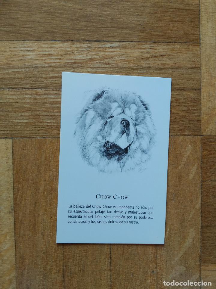 Kalender: CALENDARIO PUBLICITARIO. VACUNA CANINA NOBIVAC. RAZAS DE PERRO. CHOW CHOW A&Ntilde;O 2008. VER FOTOS
