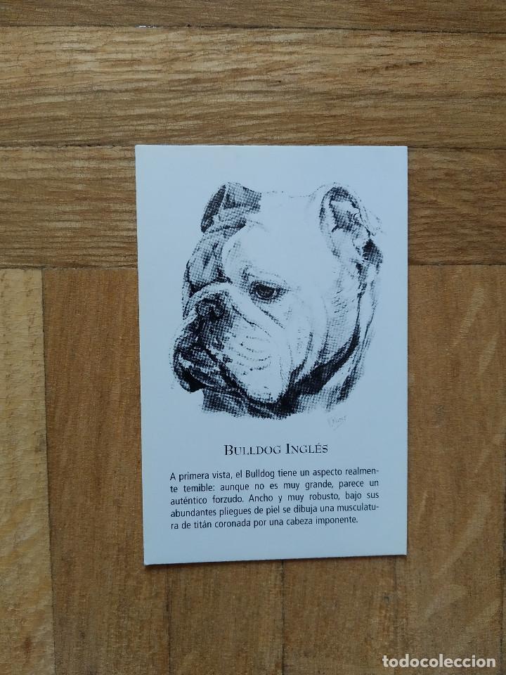Kalender: CALENDARIO PUBLICITARIO. VACUNA CANINA NOBIVAC. RAZAS DE PERRO. BULLDOG INGLES A&Ntilde;O 2008. VER FOTOS