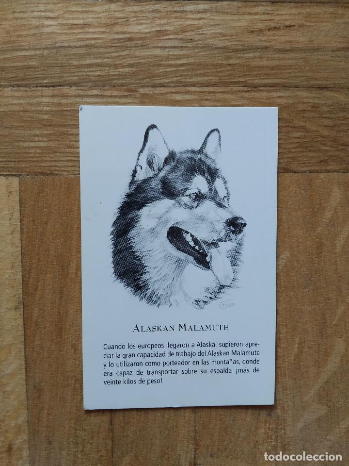 Calendriers: CALENDARIO PUBLICITARIO. VACUNA CANINA NOBIVAC. RAZAS DE PERRO. ALASKAN MALAMUTE A&Ntilde;O 2008. VER FOTOS