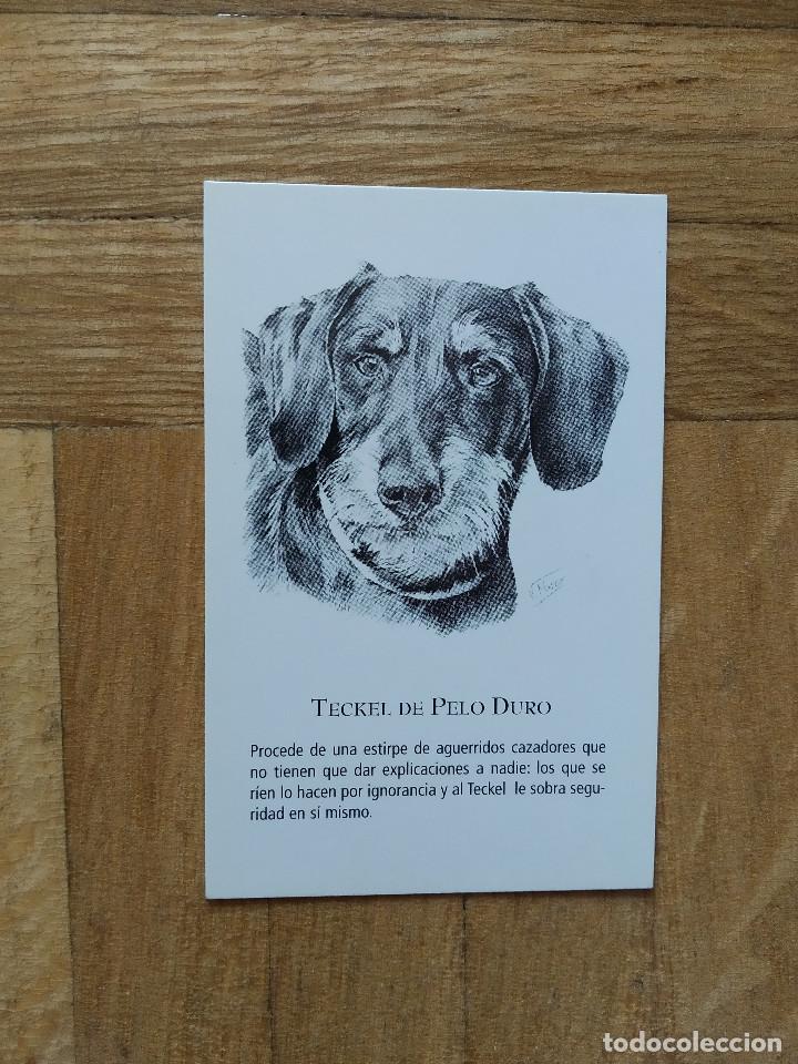 Kalender: CALENDARIO PUBLICITARIO. VACUNA CANINA NOBIVAC. RAZAS DE PERRO. TECKEL DE PELO DURO A&Ntilde;O 2008.