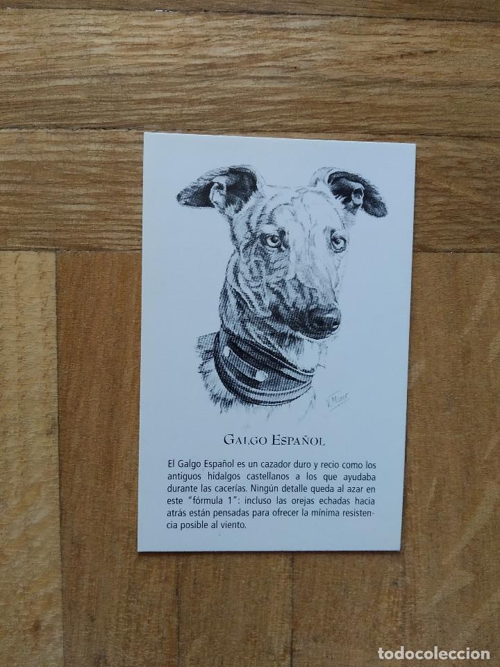 Calendriers: CALENDARIO PUBLICITARIO. VACUNA CANINA NOBIVAC. RAZAS DE PERRO. GALGO ESPA&Ntilde;OL A&Ntilde;O 2008. VER FOTOS