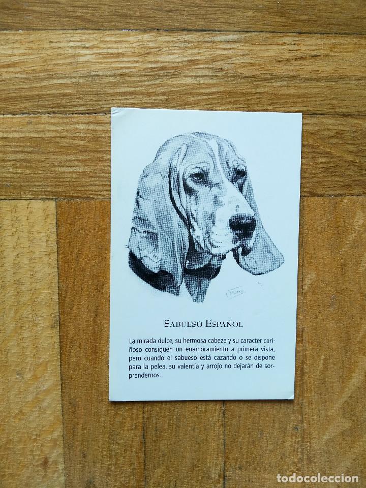 Calendriers: CALENDARIO PUBLICITARIO. VACUNA CANINA NOBIVAC. RAZAS DE PERRO. SABUESO ESPA&Ntilde;OL A&Ntilde;O 2008. VER FOTOS