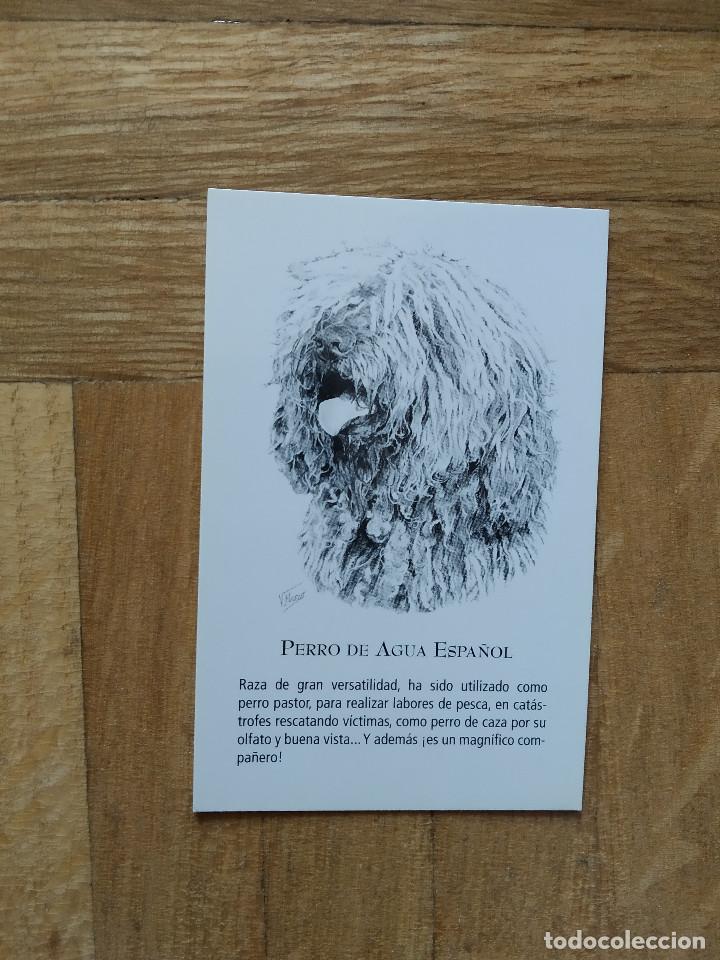 Calendriers: CALENDARIO PUBLICITARIO. VACUNA CANINA NOBIVAC. RAZAS DE PERRO. PERRO DE AGUA ESPA&Ntilde;OL A&Ntilde;O 2008.
