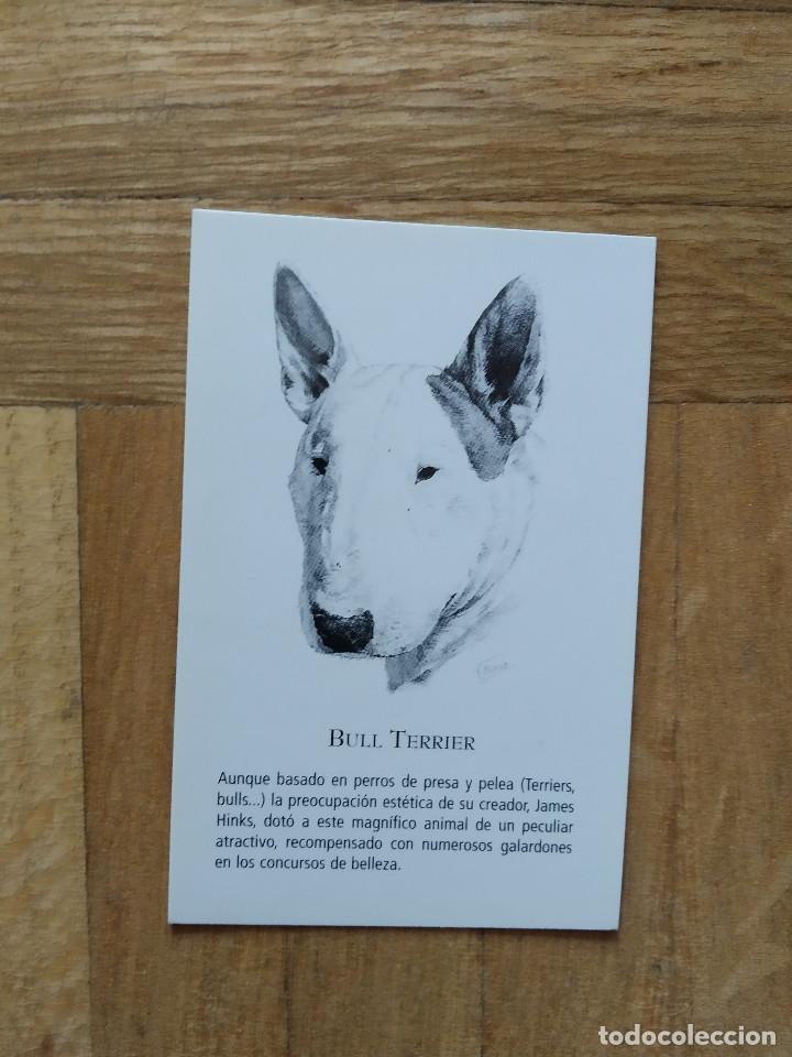 Calendriers: CALENDARIO PUBLICITARIO. VACUNA CANINA NOBIVAC. RAZAS DE PERRO. BULL TERRIER A&Ntilde;O 2008. VER FOTOS