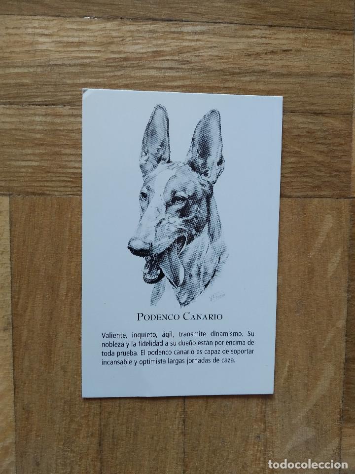 Calendriers: CALENDARIO PUBLICITARIO. VACUNA CANINA NOBIVAC. RAZAS DE PERRO. PODENCO CANARIO A&Ntilde;O 2008. VER FOTOS