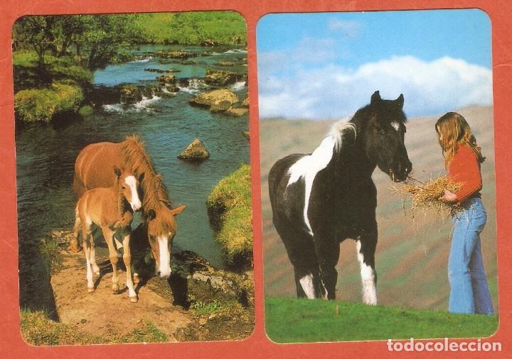 Calendriers: 2 CALENDARIOS BOLSILLO A&Ntilde;O 1991 FAUNA / ANIMALES - CABALLOS - SIN PUBLICIDAD - VER FOTO REVERSOS