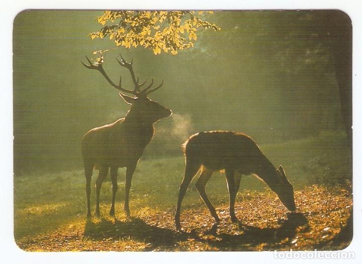 Calendriers: CALENDARIO DE BOLSILLO A&Ntilde;O 1991 FAUNA / ANIMALES - CIERVOS - SIN PUBLICIDAD - VER FOTO REVERSO