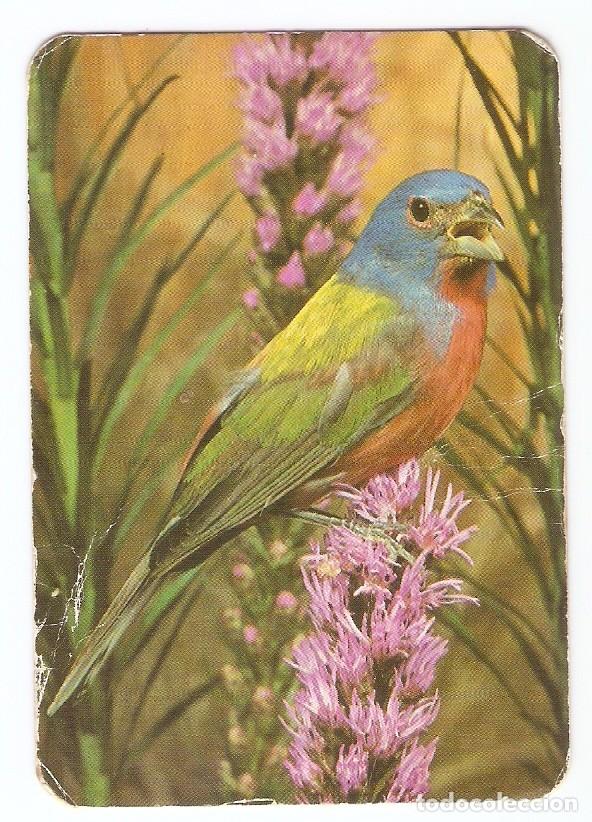 Kalender: CALENDARIO DE BOLSILLO DE SERIE EDIJAR DEL A&Ntilde;O 1981 FAUNA - AVE - VER FOTO REVERSO