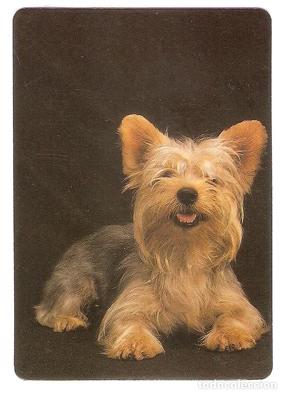 Calendriers: CALENDARIO BOLSILLO DE SERIE A&Ntilde;O 1999 FAUNA - PERRO - YORSAY - VER FOTO REVERSO