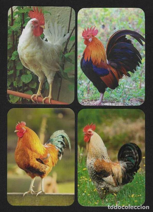 Calendarios: 4 CALENDARIOS BOLSILLO SERIE EDIJAR A&Ntilde;OS 2013 - 2018 FAUNA - POLLOS Y GALLOS - VER FOTO REVERSOS