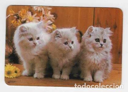 Calendarios: CALENDARIOS DE BOLSILLO A&Ntilde;O 1986 GATOS - SEGUROS ASEICA - LAS PALMAS - VER FOTO REVERSO
