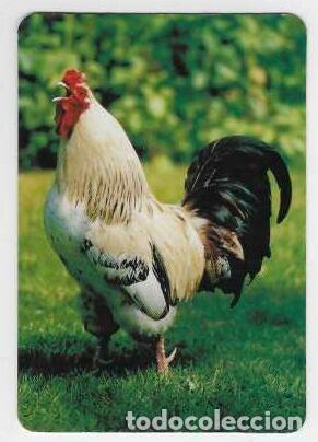 Calendarios: CALENDARIOS DE BOLSILLO A&Ntilde;O 2000 FAUNA - GALLO - SIN PUBLICIDAD - VER FOTO REVERSO
