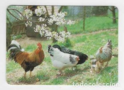Calendarios: CALENDARIOS DE BOLSILLO A&Ntilde;O 1995 FAUNA - GALLO Y GALLINAS - SIN PUBLICIDAD - VER FOTO REVERSO