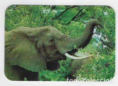 Calendarios: CALENDARIO DE BOLSILLO A&Ntilde;O 1977 FAUNA - ELEFANTE - SIN PUBLICIDAD - VER FOTO REVERSO