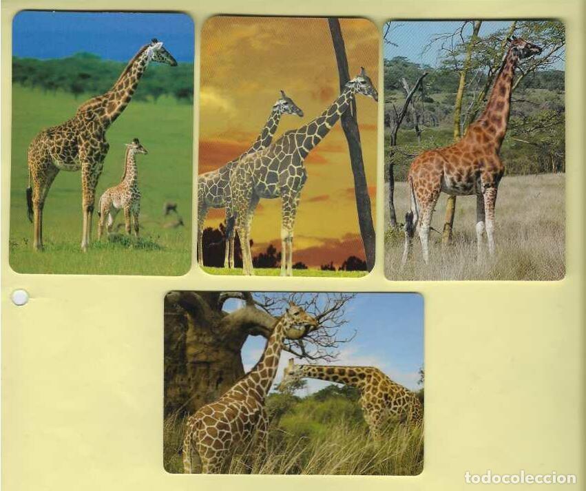 Calendarios: 4 CALENDARIOS DE BOLSILLO A&Ntilde;OS 2003 - 2011 FAUNA - JIRAFAS - VER FOTO REVERSOS