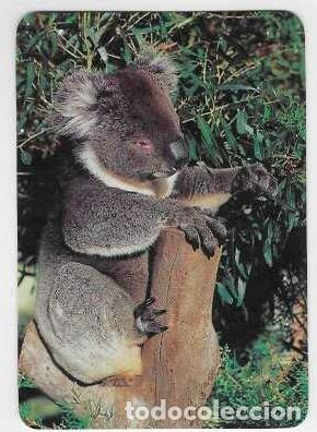 Calendarios: CALENDARIO DE BOLSILLO A&Ntilde;O 1994 FAUNA - KOALA - CON PUBLICIDAD - VER FOTO REVERSO