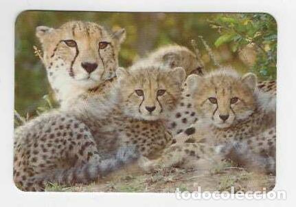 Calendarios: CALENDARIO DE BOLSILLO A&Ntilde;O 2011 FAUNA - GUEPARDOS - CON PUBLICIDAD - VER FOTO REVERSO