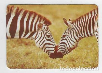 Calendarios: CALENDARIO DE BOLSILLO A&Ntilde;O 1994 FAUNA - CEBRAS - SIN PUBLICIDAD - VER FOTO REVERSO