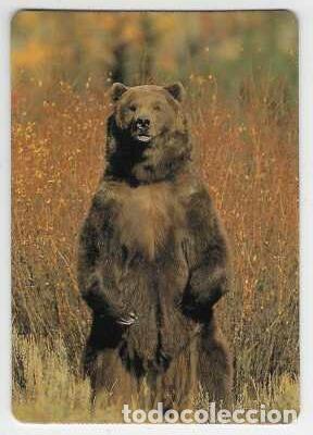 Calendarios: CALENDARIO DE BOLSILLO DE SERIE A&Ntilde;O 2000 FAUNA - OSO PARDO - VER FOTO REVERSO