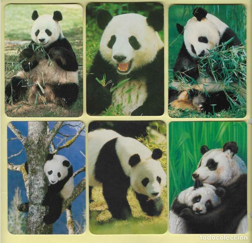 Calendarios: 6 CALENDARIOS DE BOLSILLO DE SERIE A&Ntilde;OS 1996 - 2005 FAUNA - OSOS PANDA - VER FOTO REVERSOS