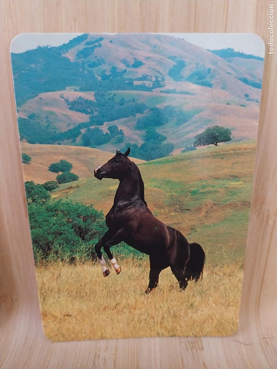 Kalender: CABALLO RAMPANTE CALENDARIO A&Ntilde;O 1998 PUBLI *** PAJARERIA OROPENDOLA *** REF L 147