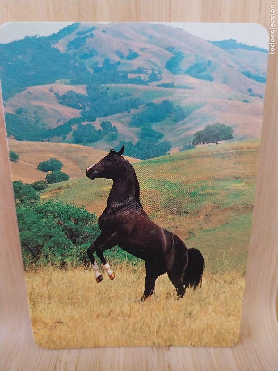 Kalender: CABALLO RAMPANTE CALENDARIO A&Ntilde;O 1998 PUBLI *** PAJARERIA OROPENDOLA *** REF L 147 +
